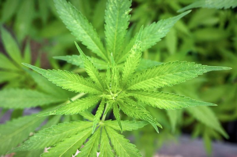 Legalization Trends: Marijuana Reform In Various Us States